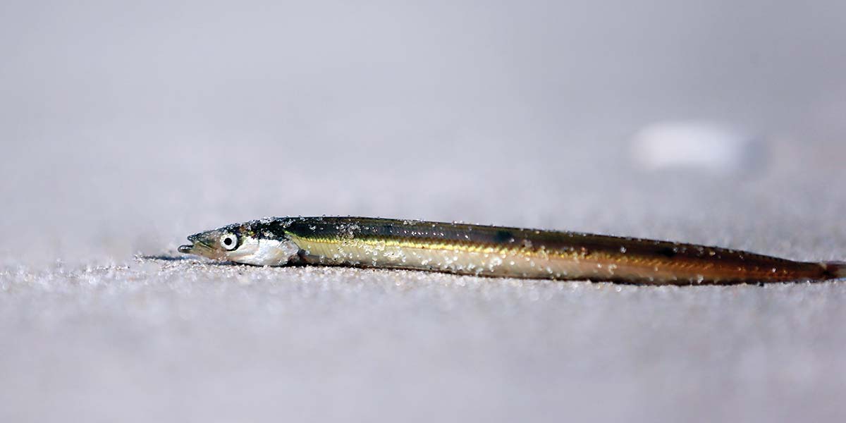 CROPPED-SAND-EEL