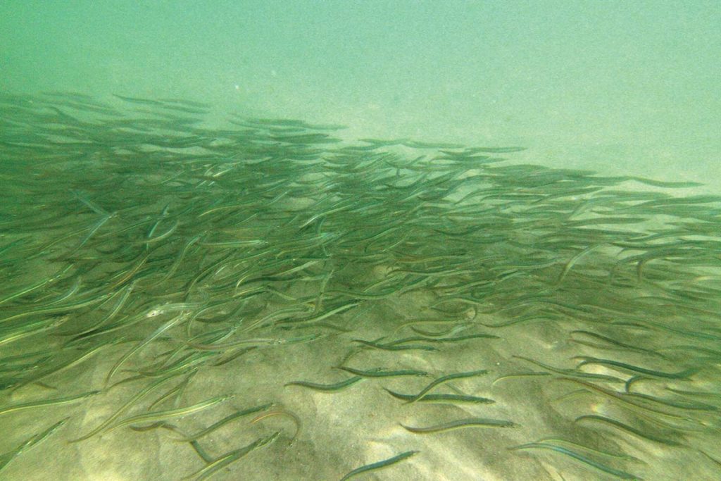 sand-eels