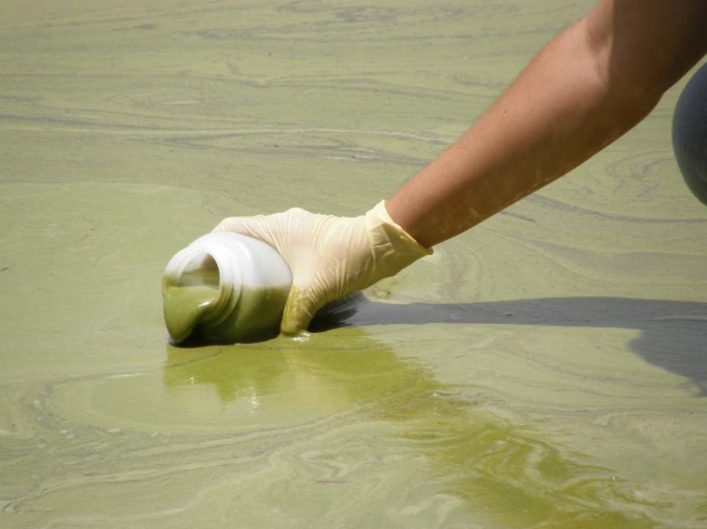 algae