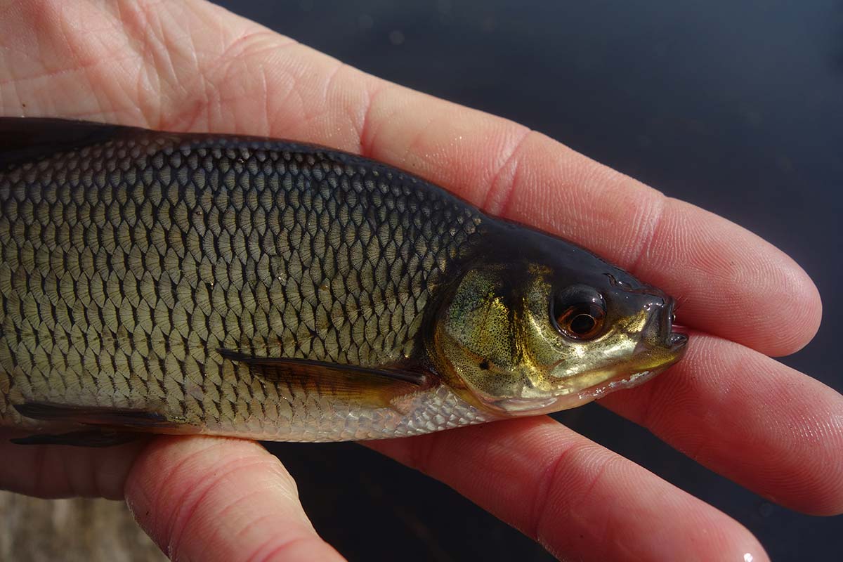 Live Golden Shiner Minnows for Sale