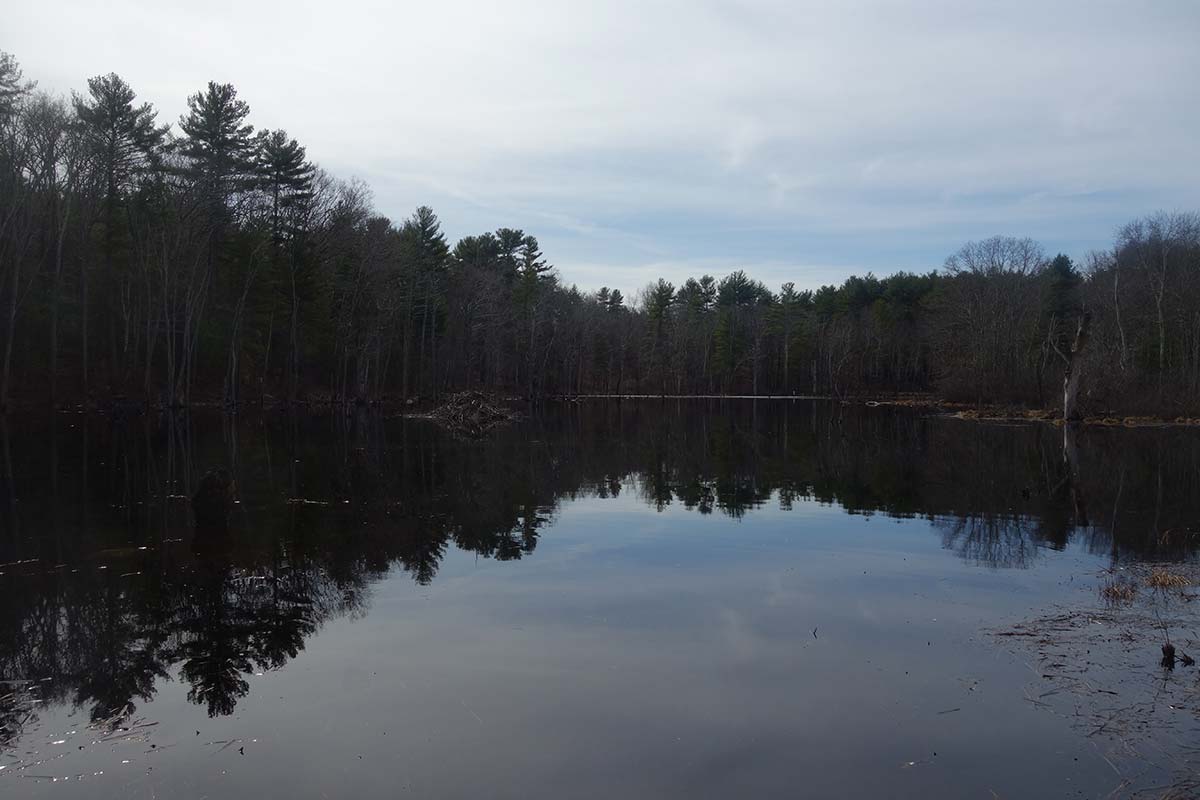 beaver-ponds