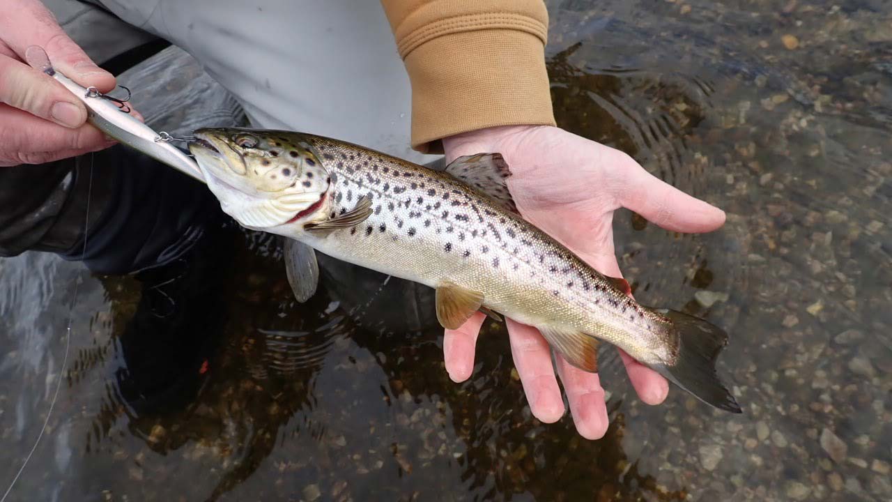 Fall Trout Stocking Concludes With Special Veteran's Day Release