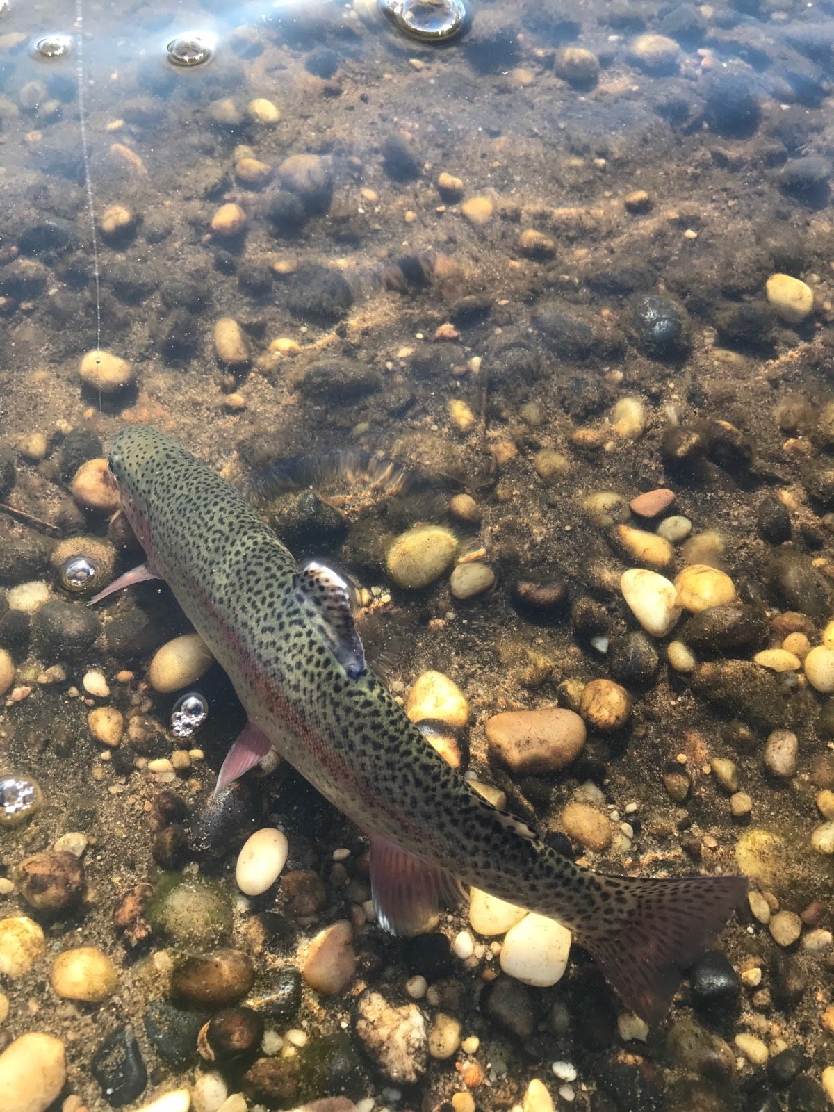 FRESHWATER FISHING THE FORGOTTEN CREEKS - The Fisherman