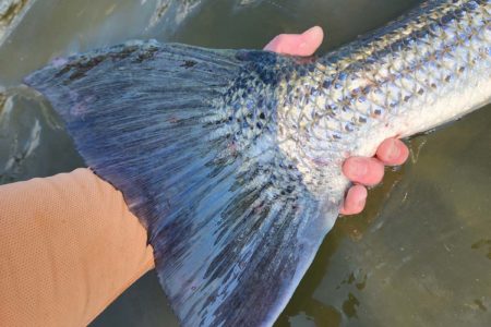 broomtail