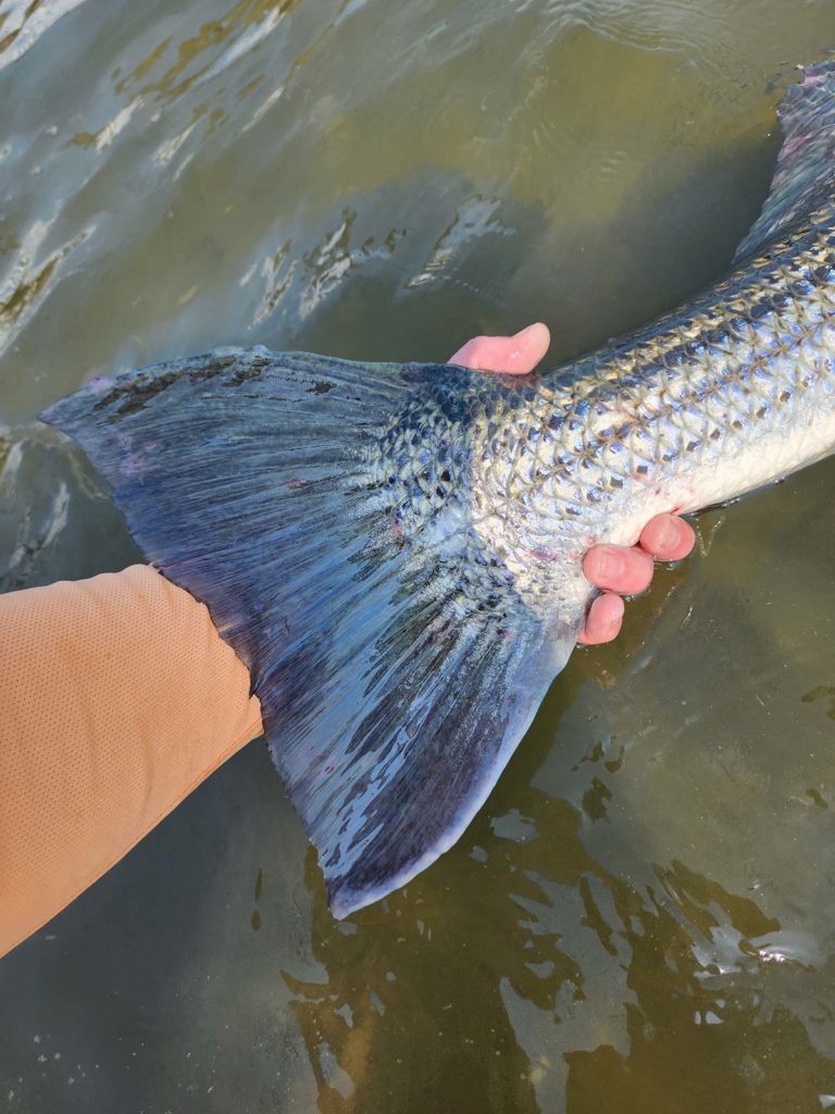 broomtail