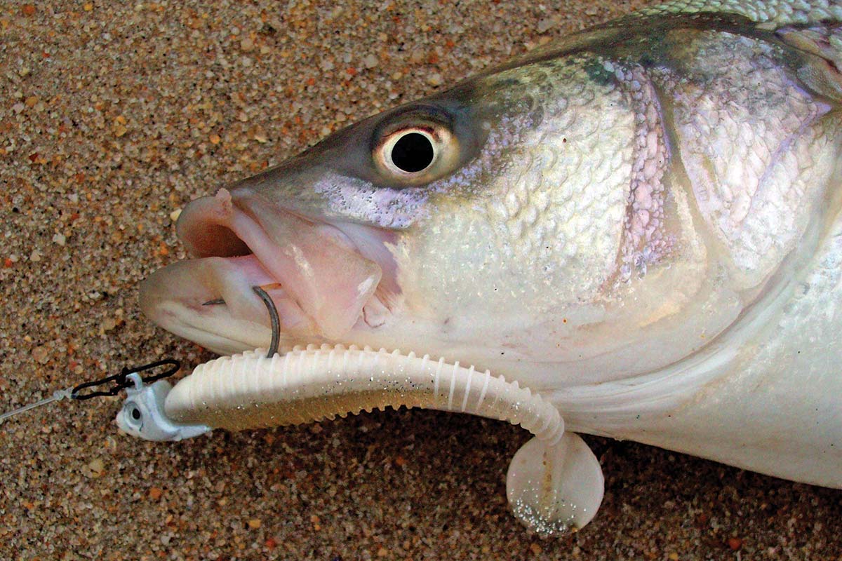 Dead bait can effective when going saltwater fishing