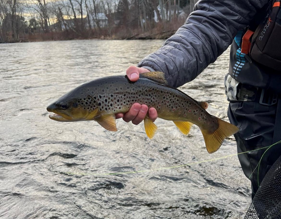 Reminder: CT Catch & Release Trout Season Begins March 1 - The Fisherman
