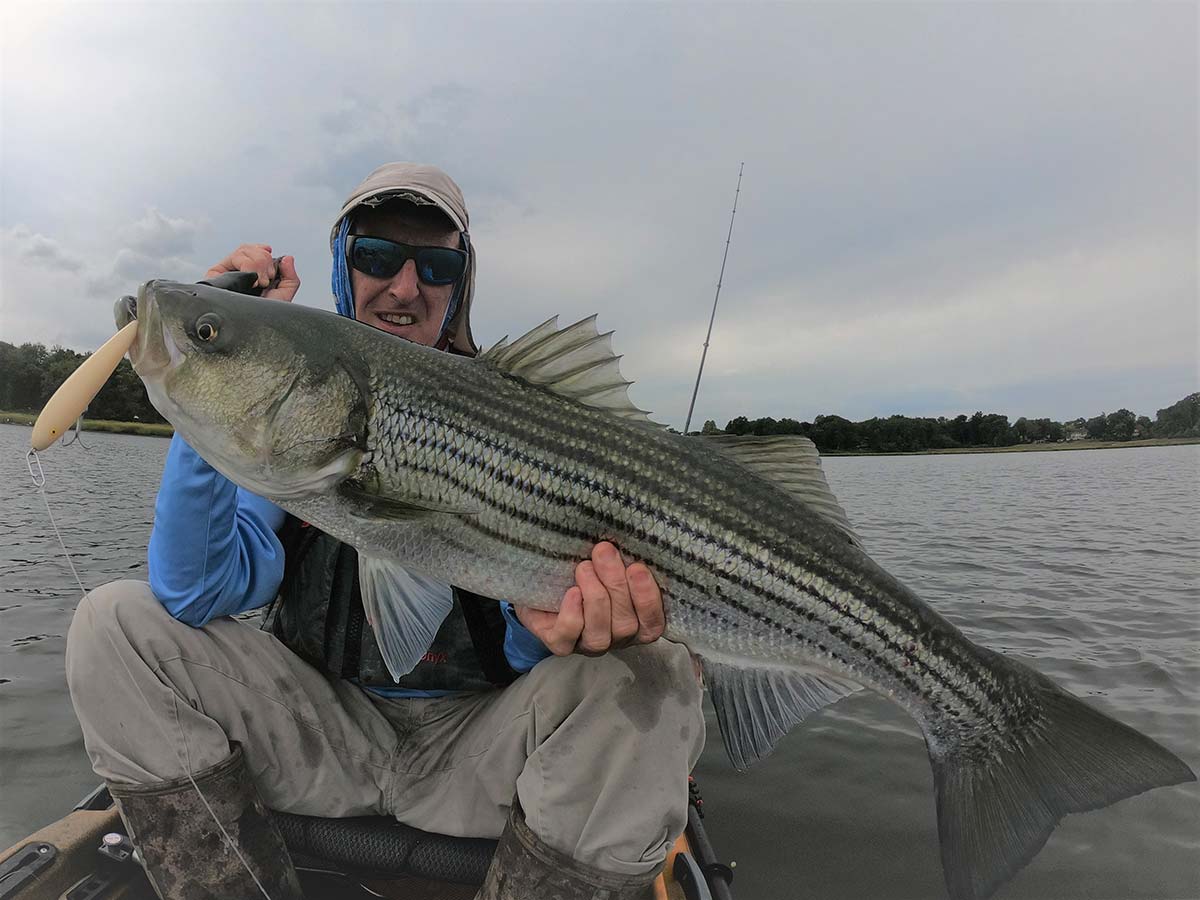 large-stripers