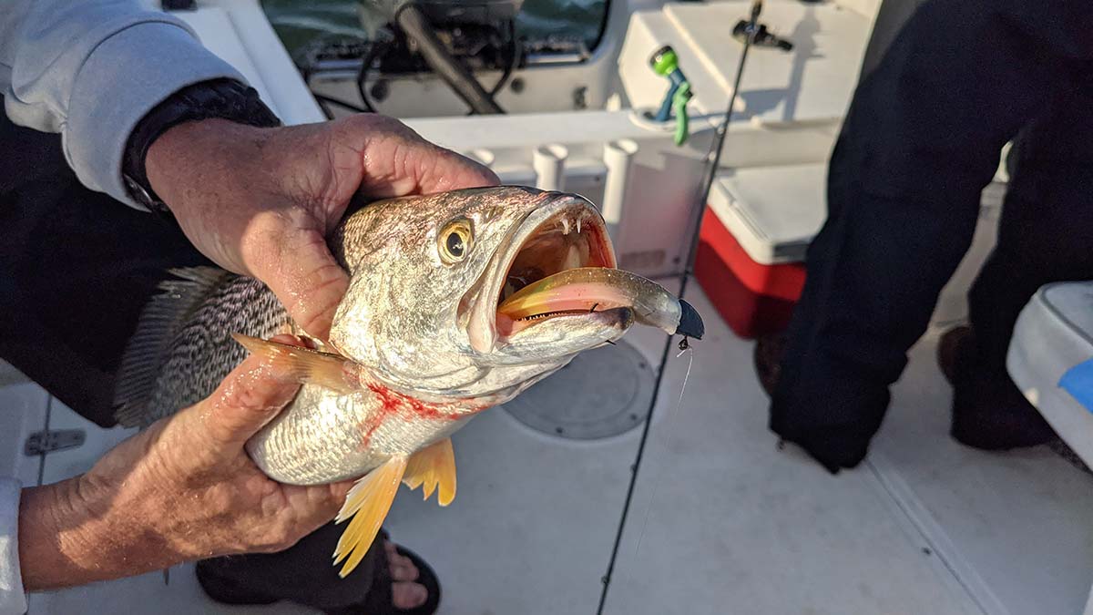 weakfish