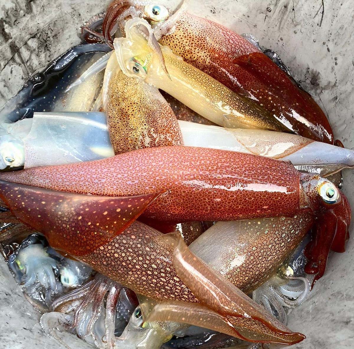 Bait Or Plate? Squidding Rhode Island's South Shore - The Fisherman