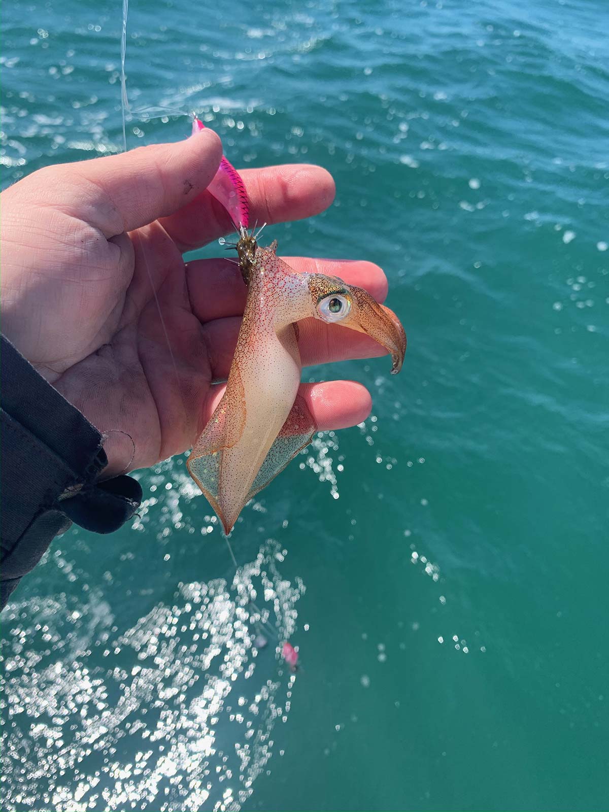 Bait Or Plate? Squidding Rhode Island's South Shore - The Fisherman