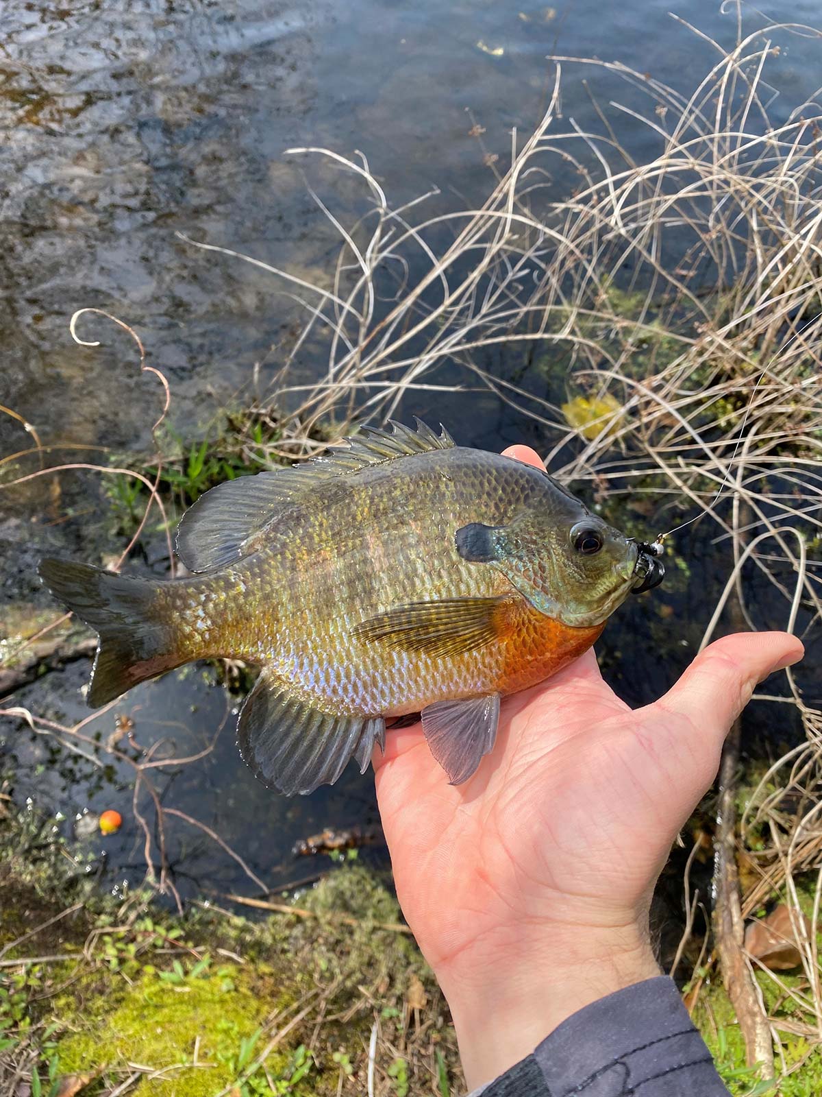 Fly Fishing: The Bluegill Spawn - The Fisherman