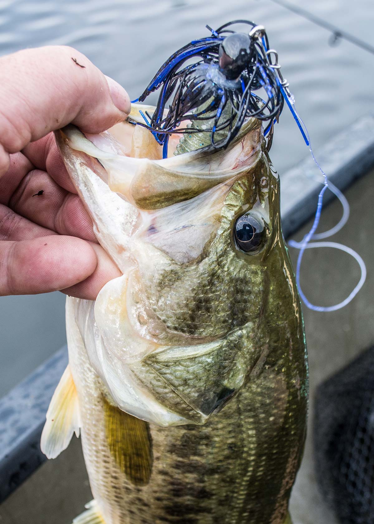 Bass Buzz: Chatterbaits For Largemouth - The Fisherman