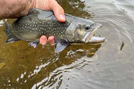 trout