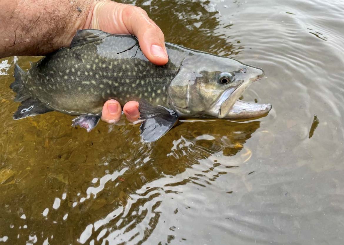Spring Trout Stocking Wraps Up In CT - The Fisherman
