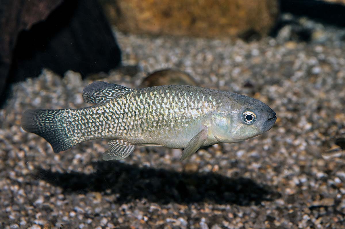 Species Profile: Mummichog - The Fisherman