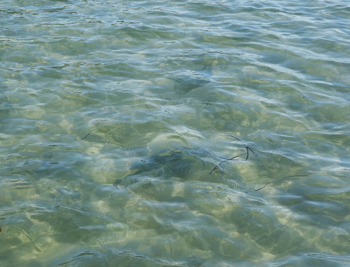 stripers