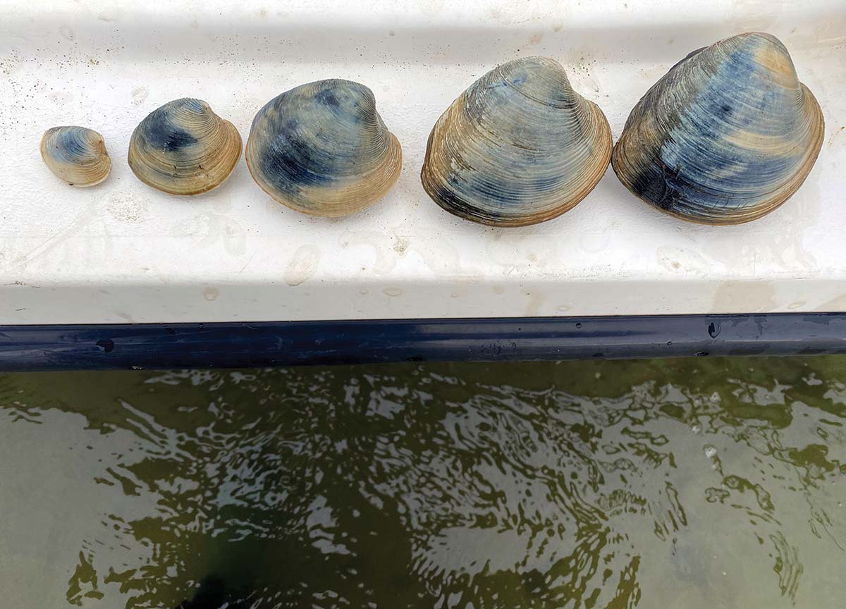 clam-sizes