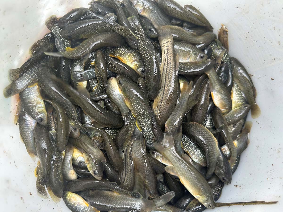 Inshore: Down And Dirty Minnow Trapping - The Fisherman
