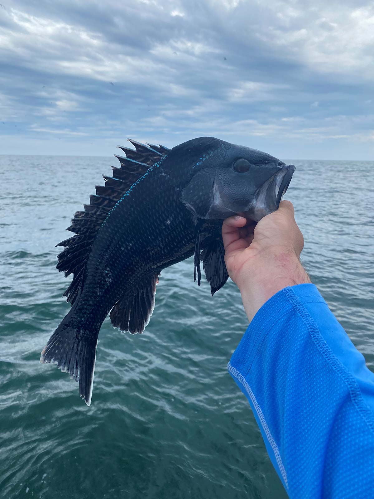 seabass