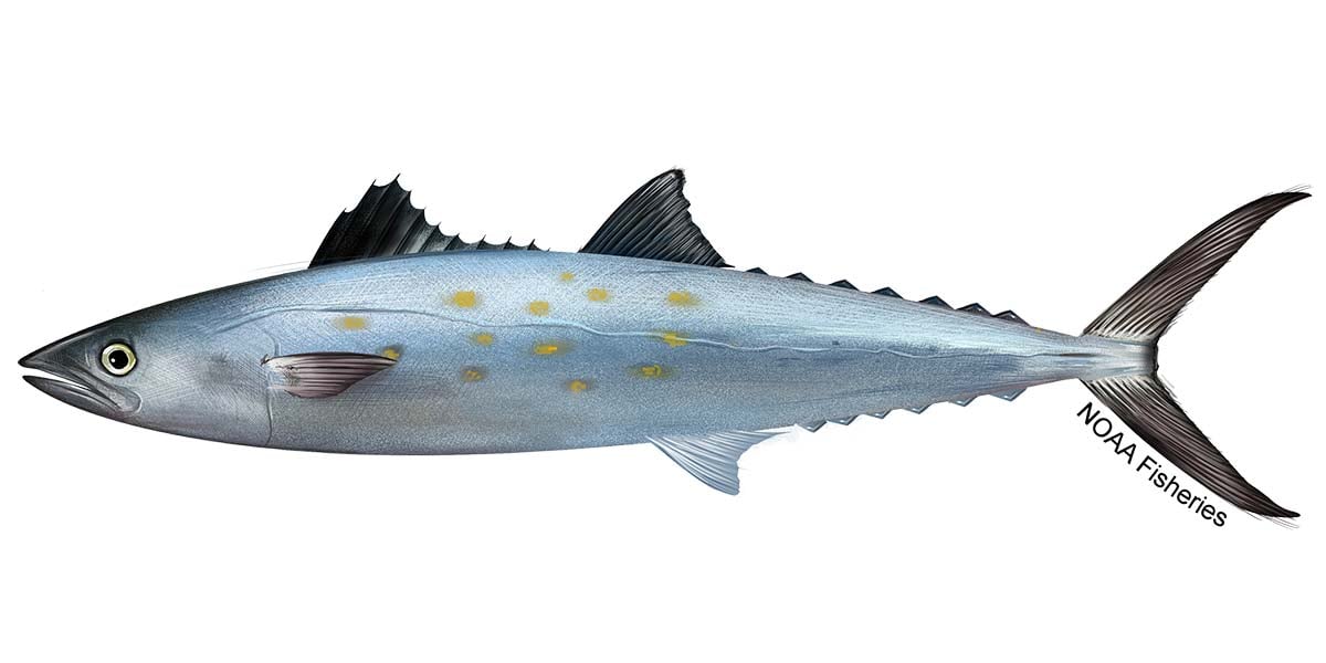 SPANISH MACKEREL