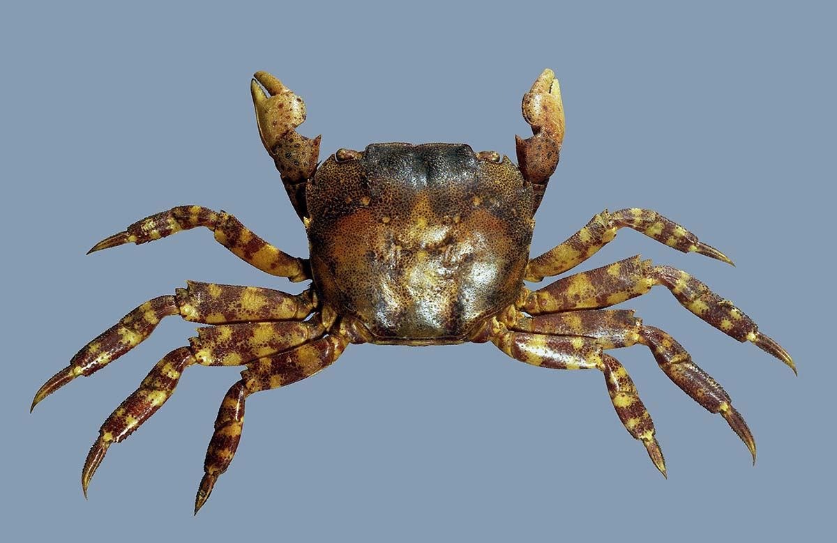 Asian-Crab