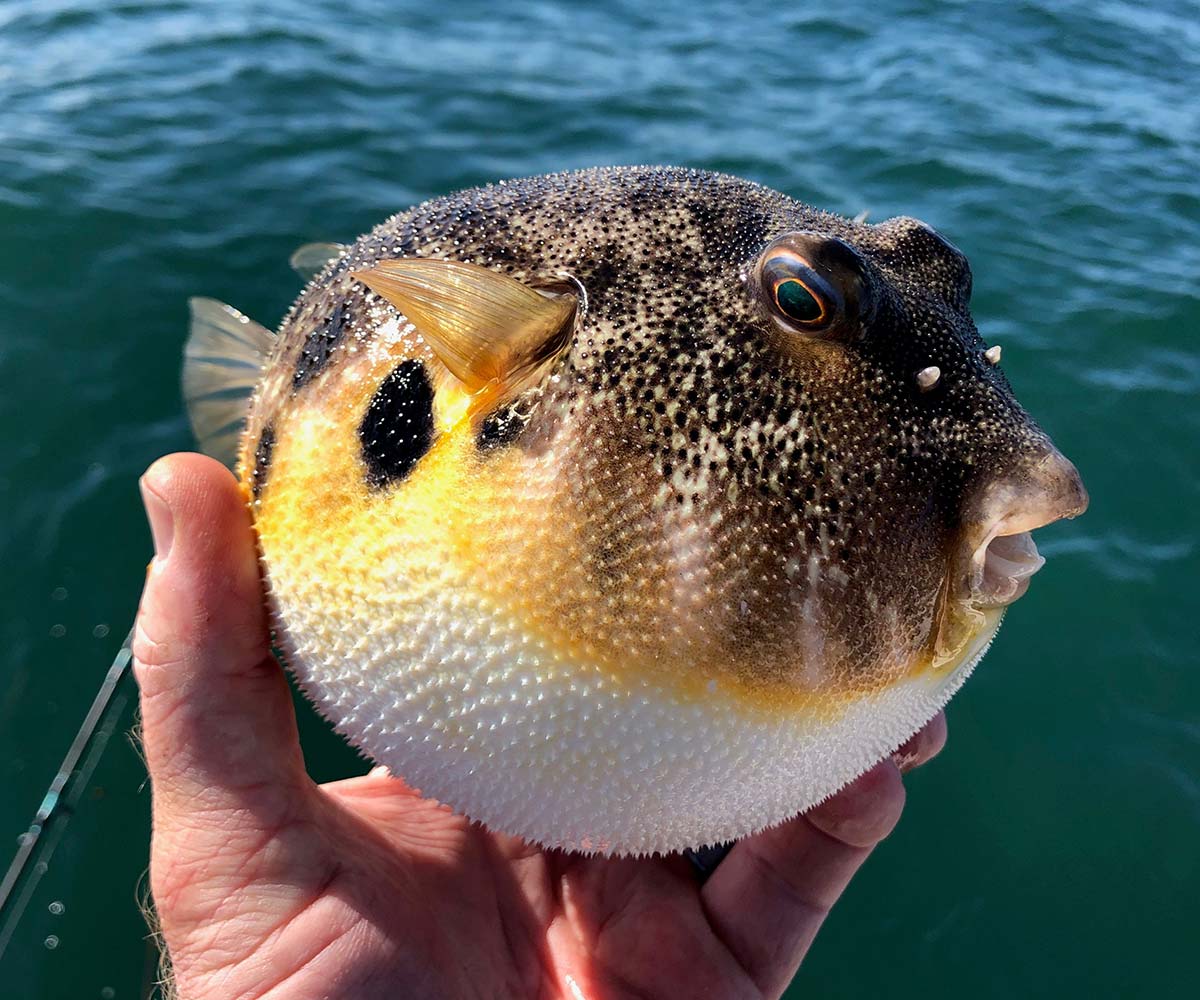 puffer