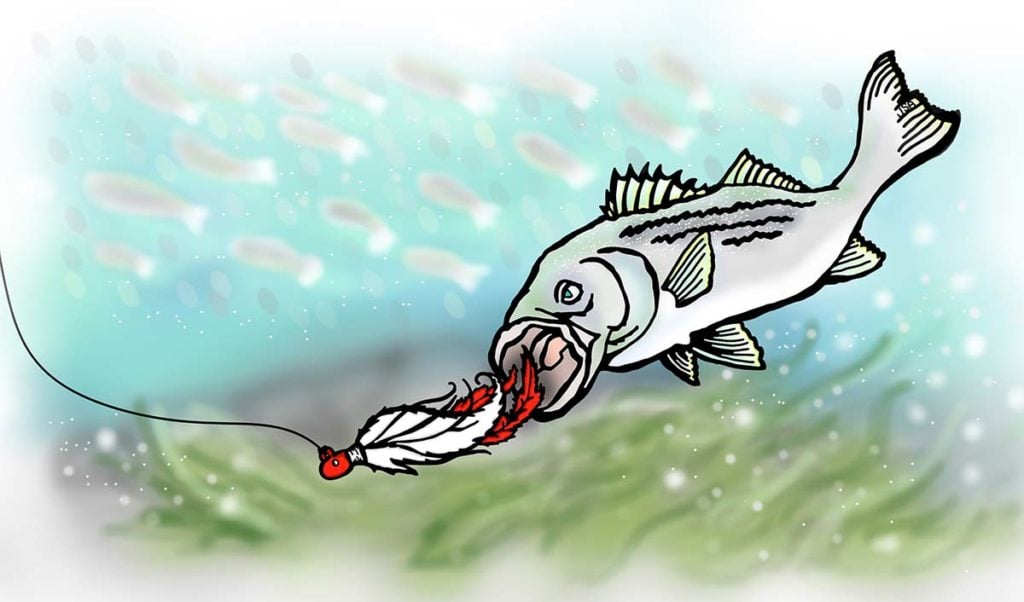 illustration