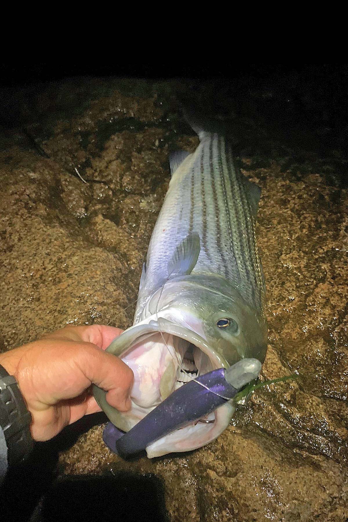 Rhode Island Striped Bass: No Live Bait Needed (NLBN) Lures Hot