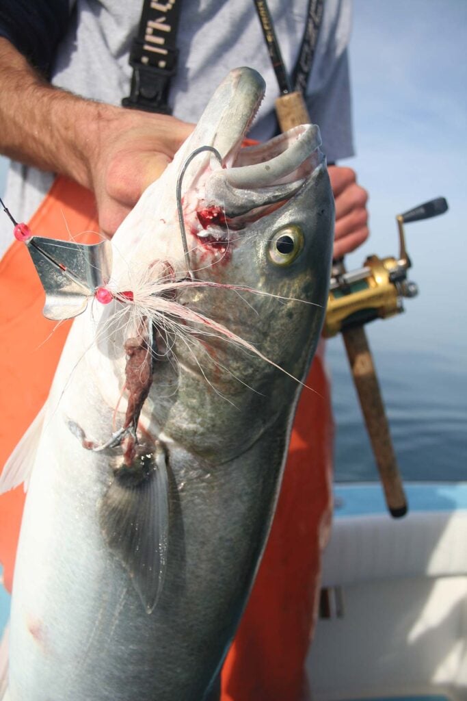 bluefish