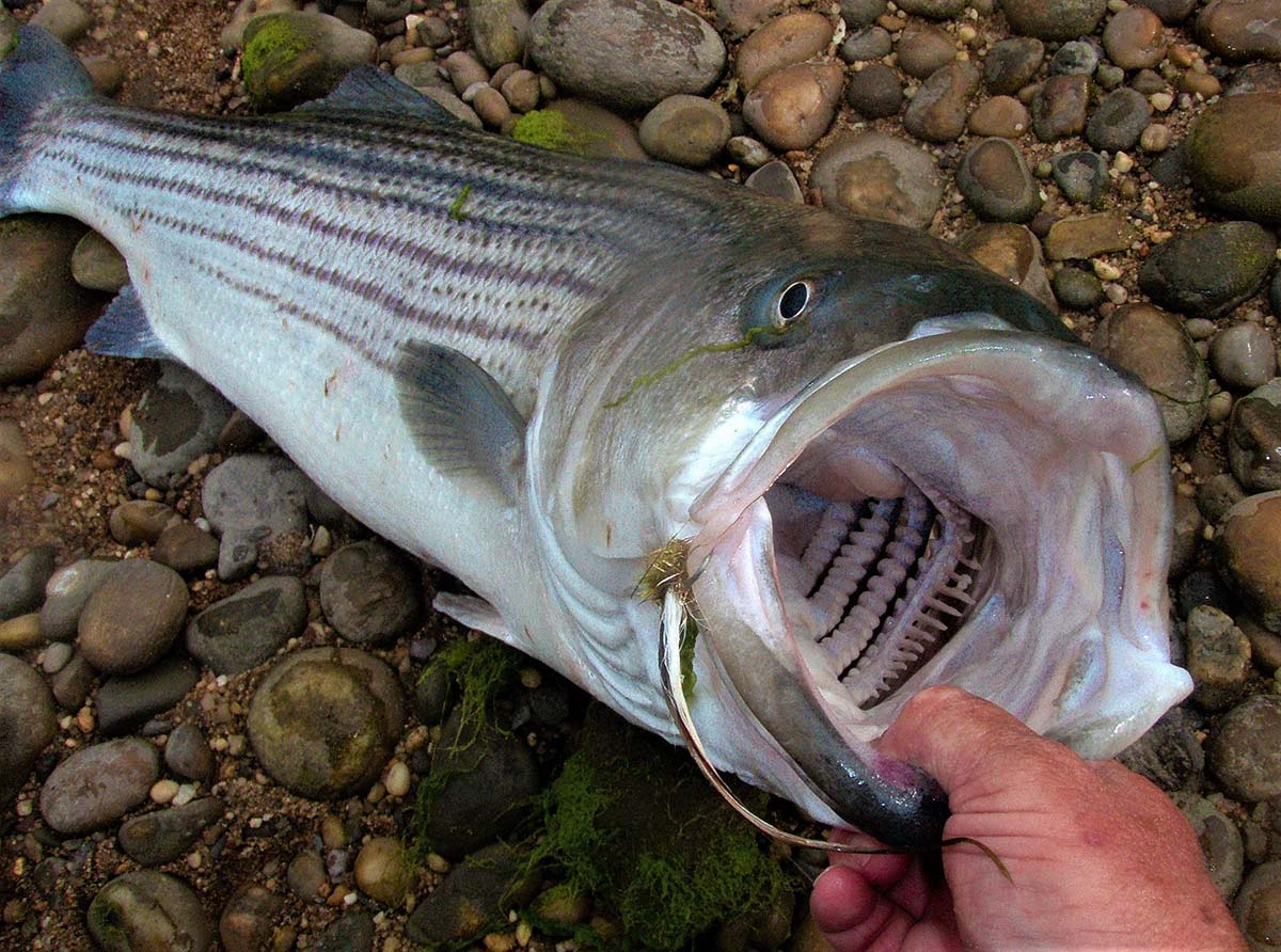 striper
