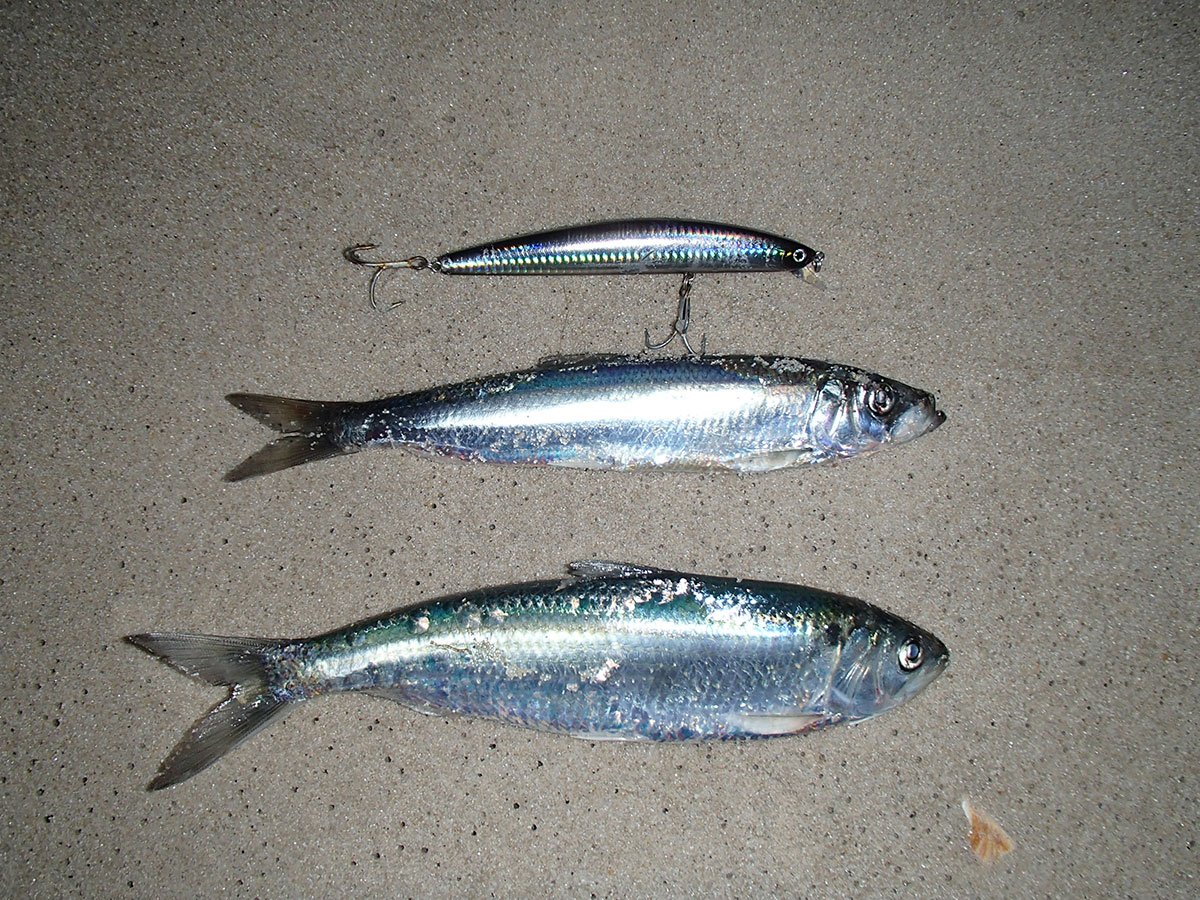 herring