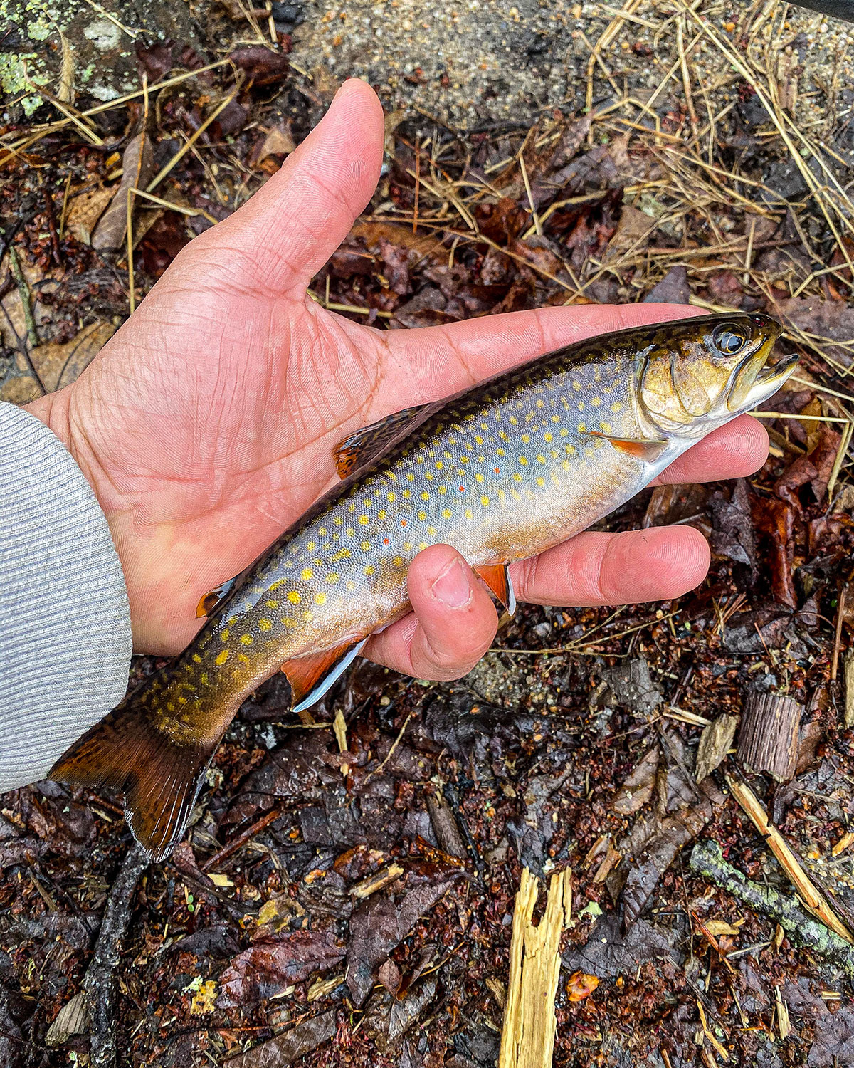 The Perfect Fishing Cooler  Spring Trout Season 2023 –