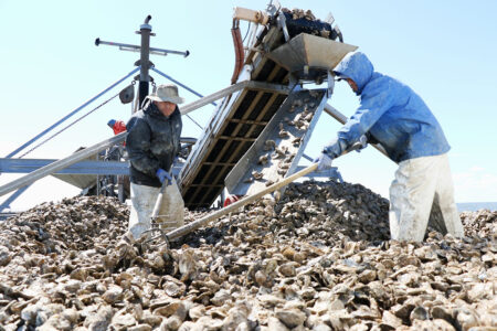 oyster-industry
