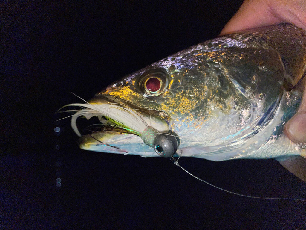 weakfish