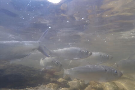 river-herring