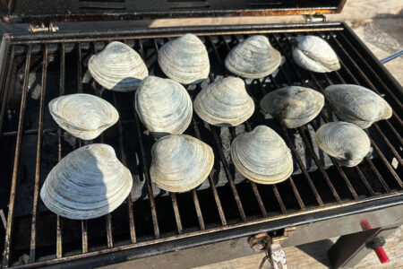 clams