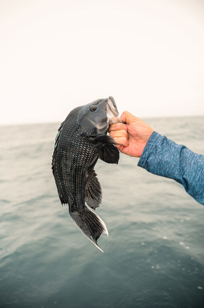 sea-bass