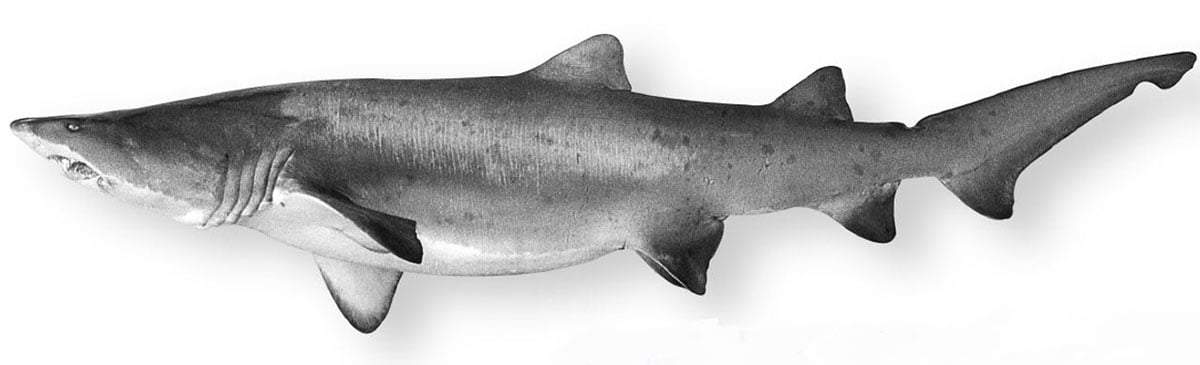 shark