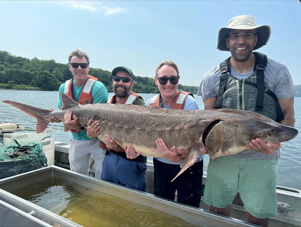 STURGEON