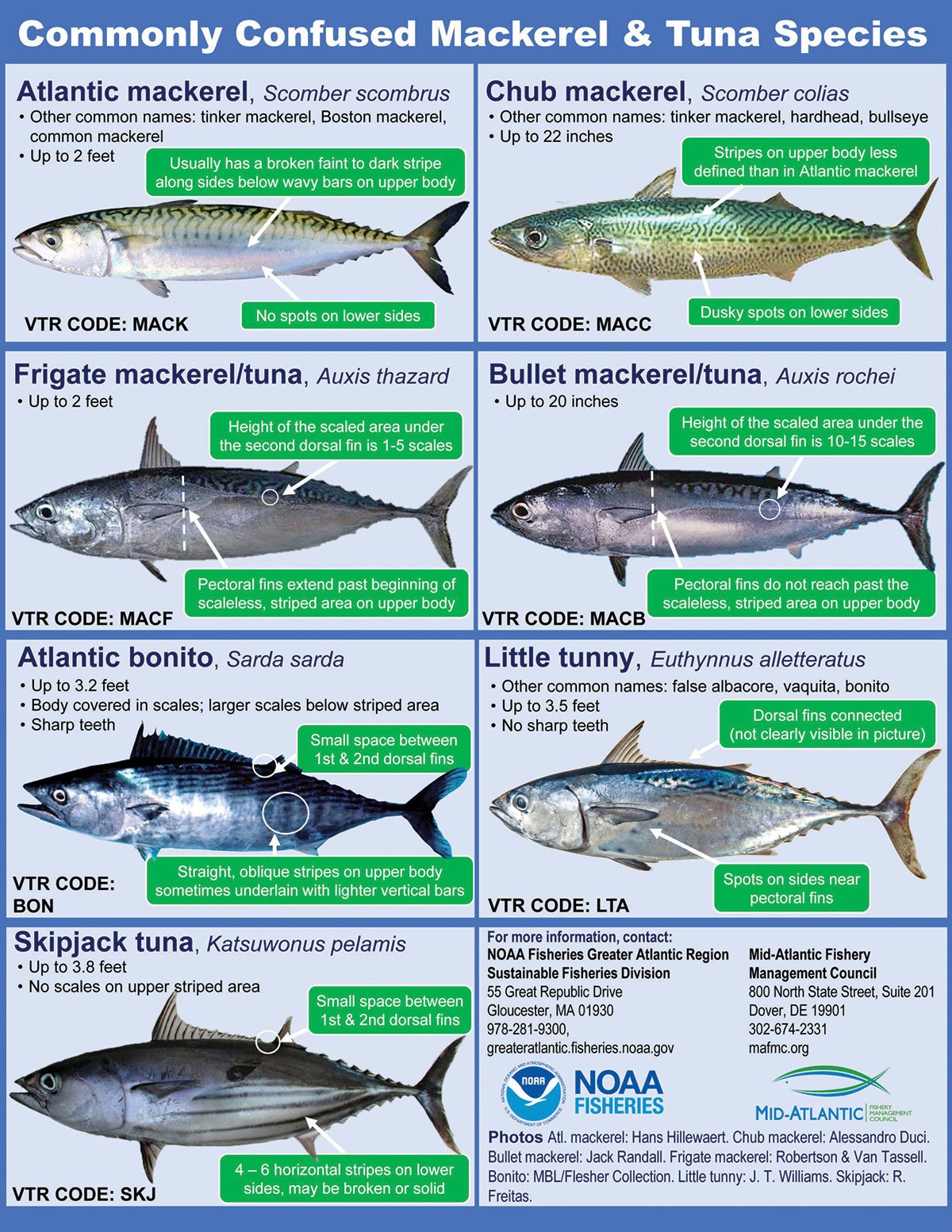 MACKEREL-ID