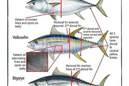 tuna