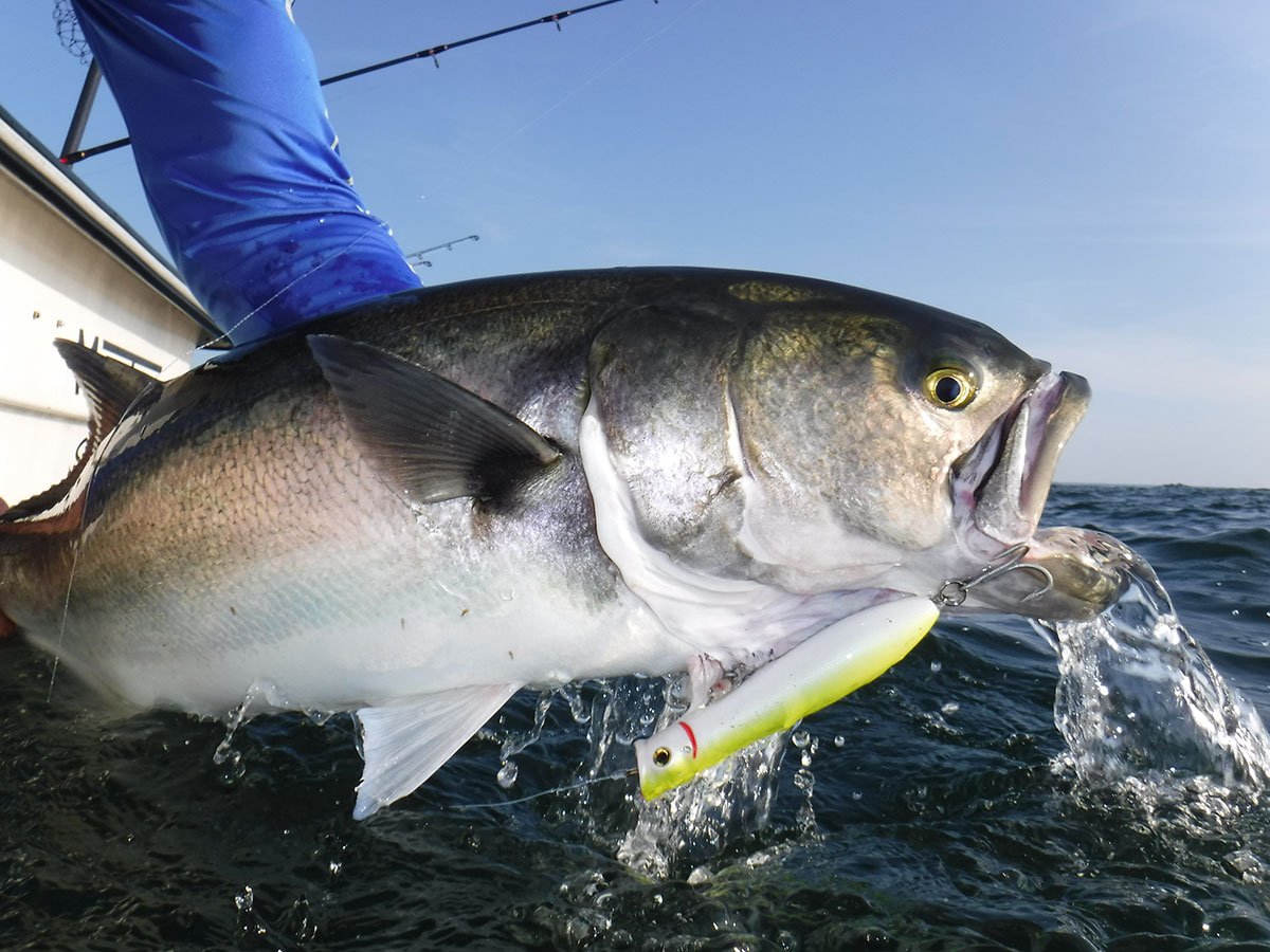 fish