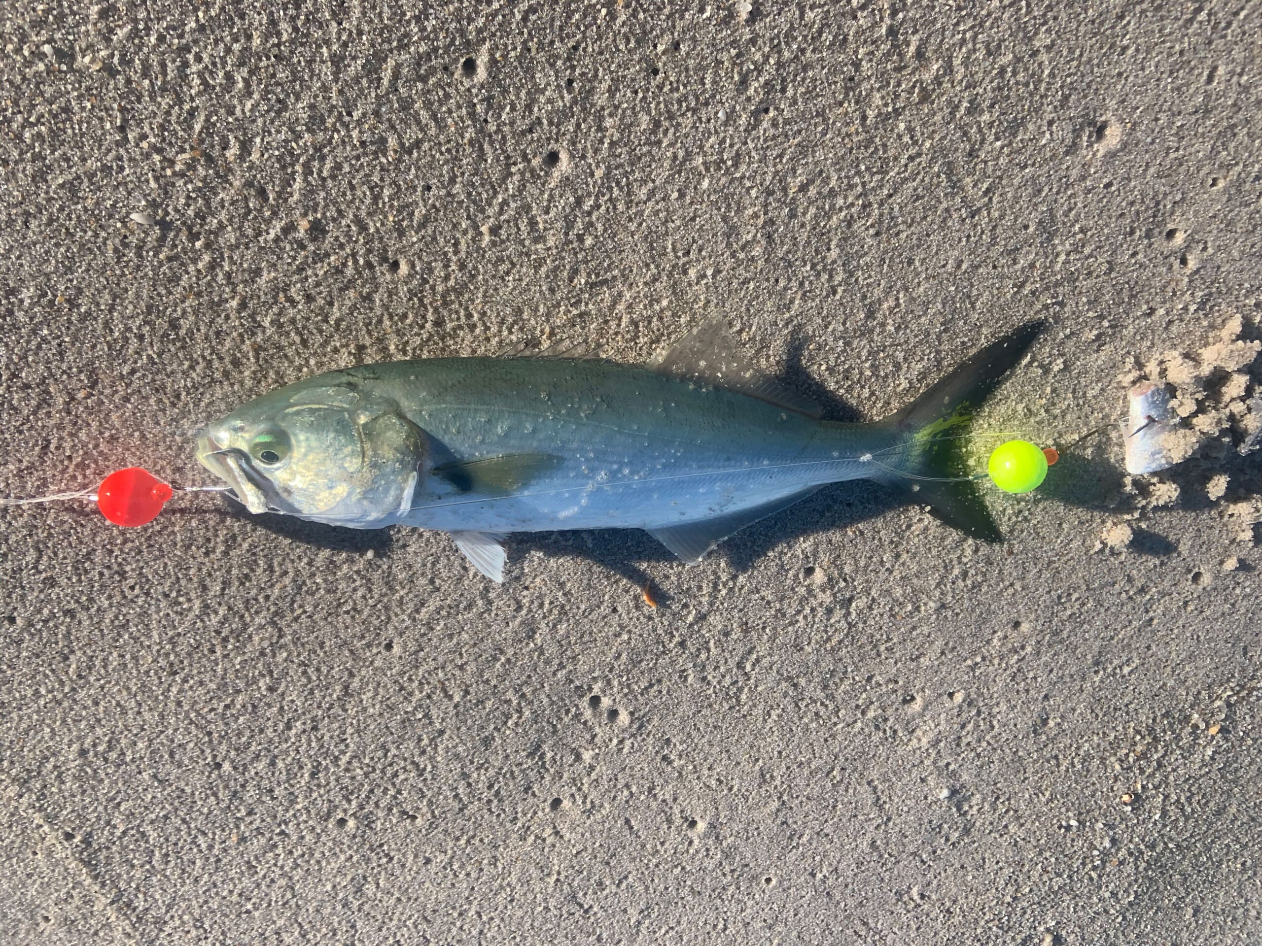bluefish