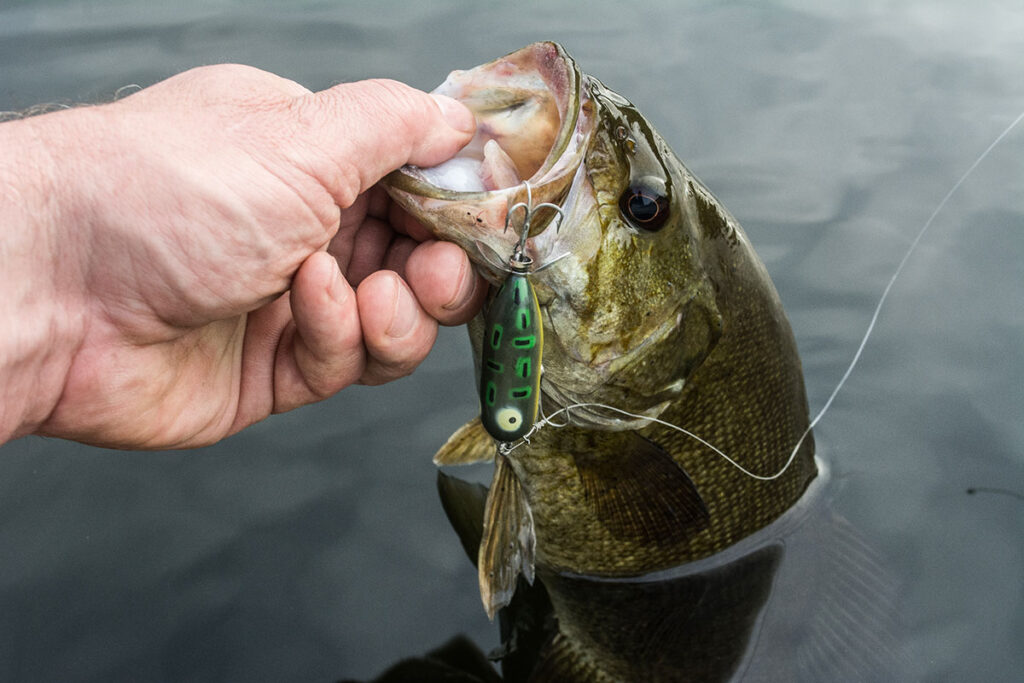 topwater
