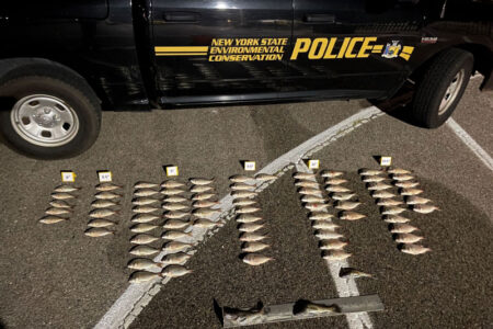 porgies