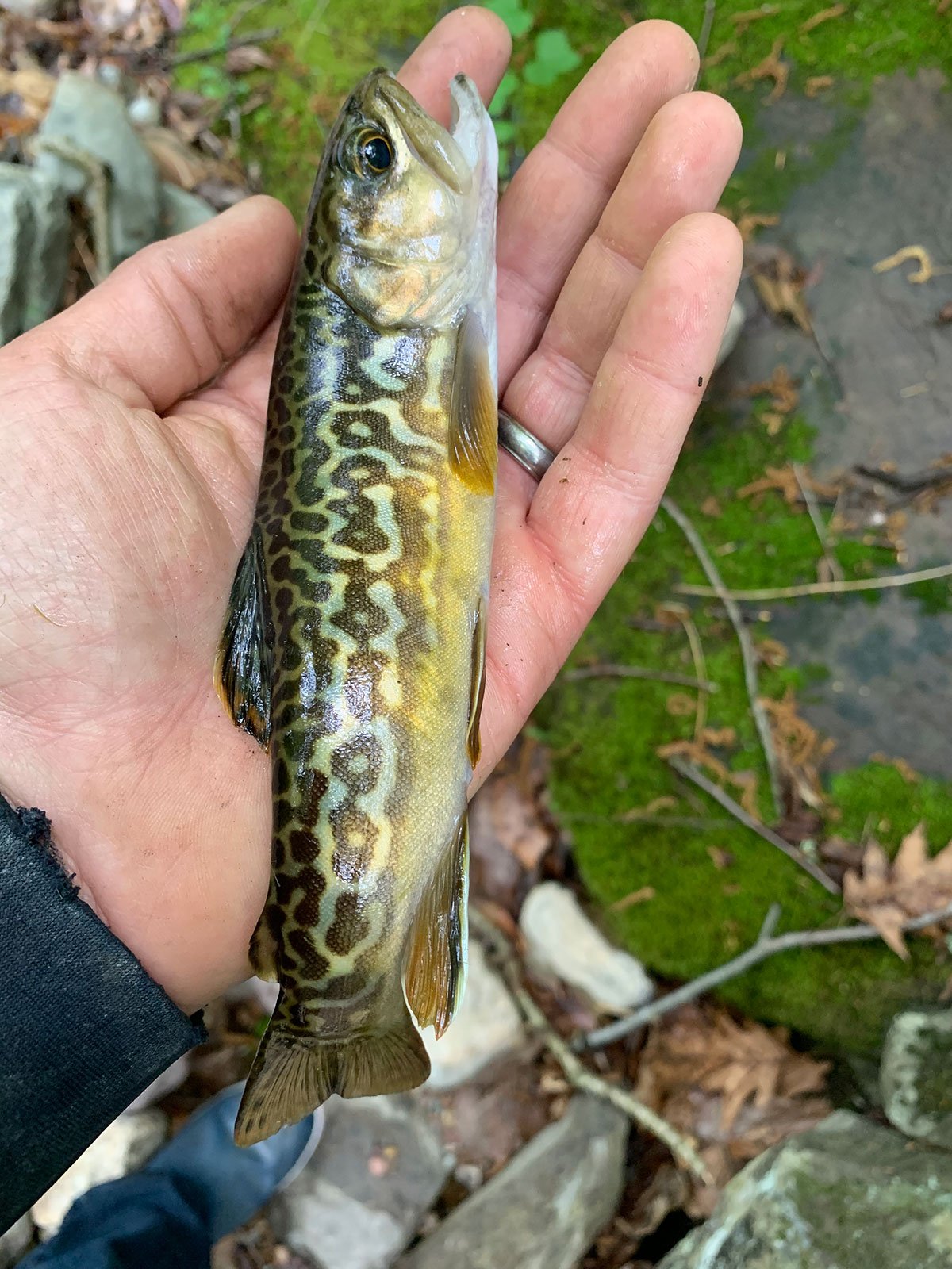 trout