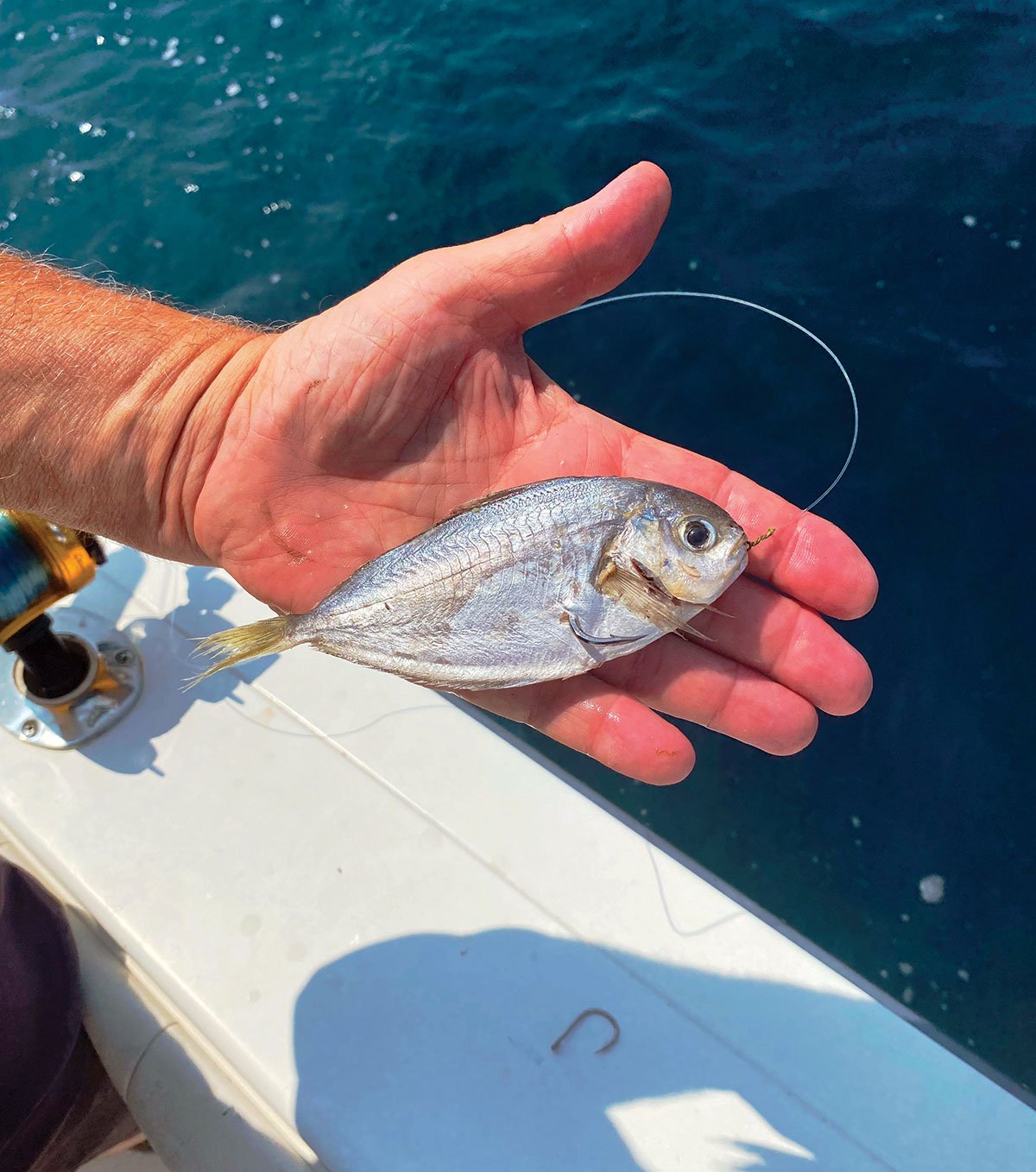 butterfish