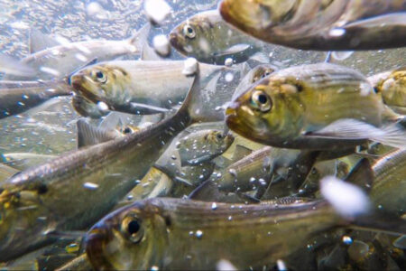 herring