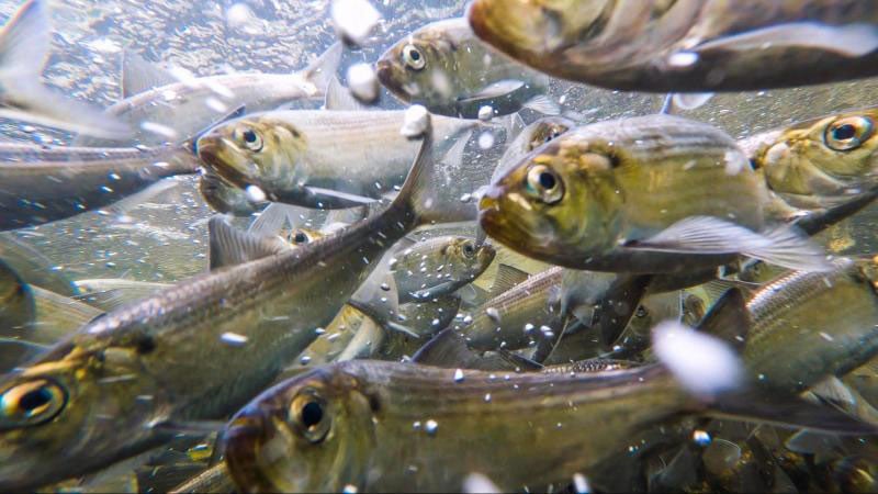 herring